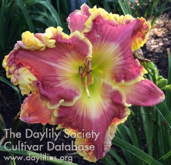 Daylily Island Breeze